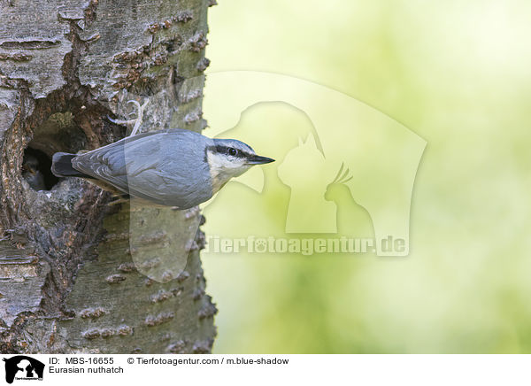 Europischer Kleiber / Eurasian nuthatch / MBS-16655