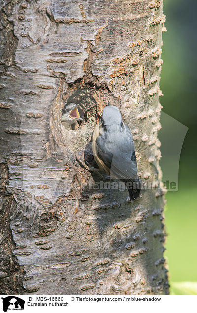 Europischer Kleiber / Eurasian nuthatch / MBS-16660