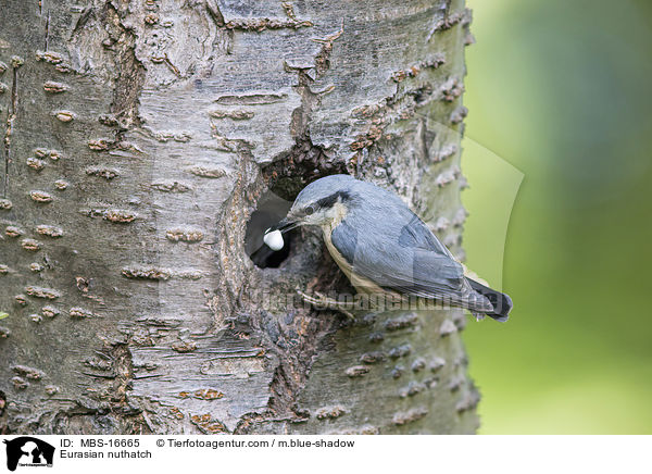 Europischer Kleiber / Eurasian nuthatch / MBS-16665