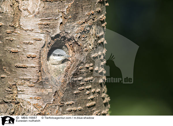 Europischer Kleiber / Eurasian nuthatch / MBS-16667