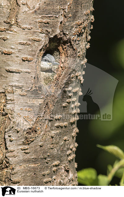 Europischer Kleiber / Eurasian nuthatch / MBS-16673