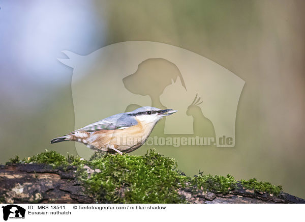 Europischer Kleiber / Eurasian nuthatch / MBS-18541