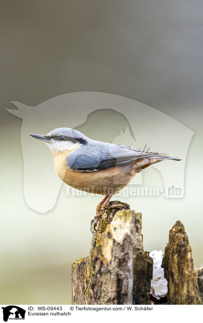 Eurasian nuthatch / WS-09443