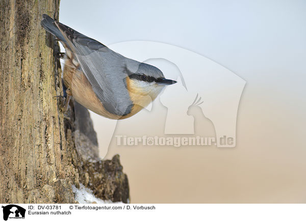 Eurasian nuthatch / DV-03781