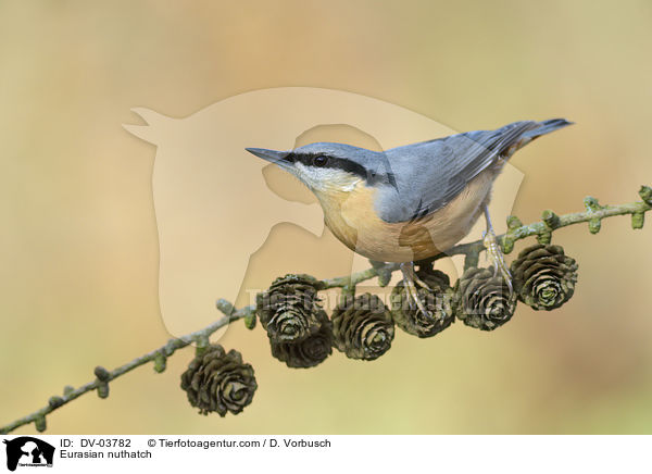 Eurasian nuthatch / DV-03782