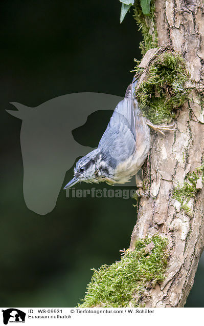 Eurasian nuthatch / WS-09931