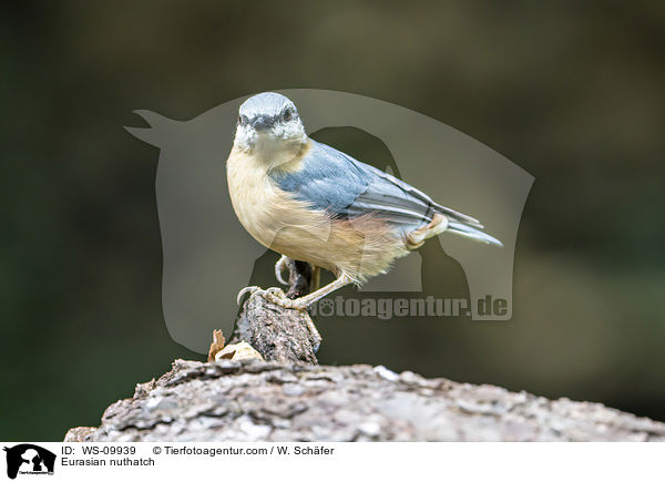 Europischer Kleiber / Eurasian nuthatch / WS-09939