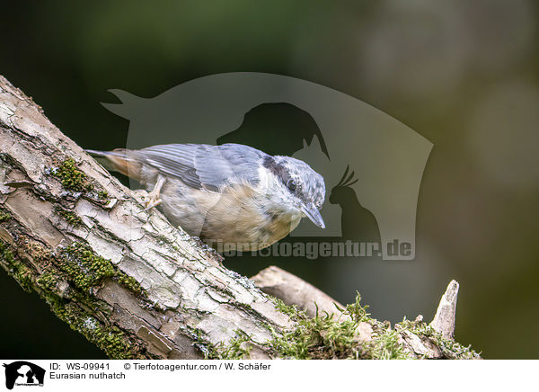 Europischer Kleiber / Eurasian nuthatch / WS-09941