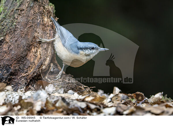 Eurasian nuthatch / WS-09945