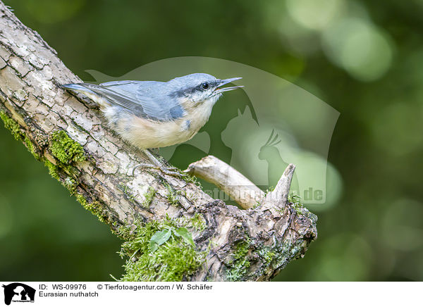 Eurasian nuthatch / WS-09976