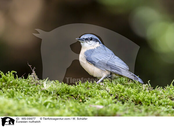 Europischer Kleiber / Eurasian nuthatch / WS-09977