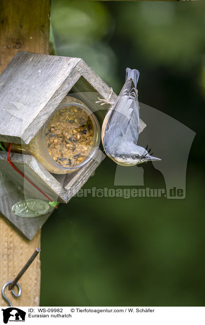 Europäischer Kleiber / Eurasian nuthatch / WS-09982