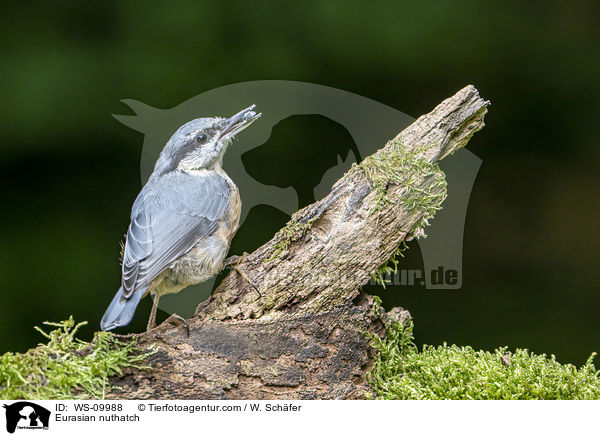 Europischer Kleiber / Eurasian nuthatch / WS-09988