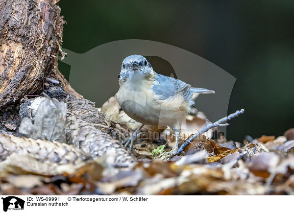 Eurasian nuthatch / WS-09991