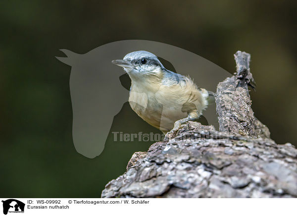Eurasian nuthatch / WS-09992