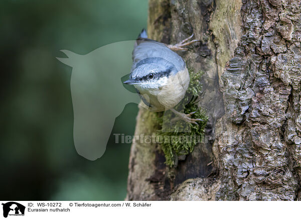 Eurasian nuthatch / WS-10272