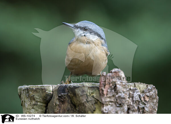 Eurasian nuthatch / WS-10274