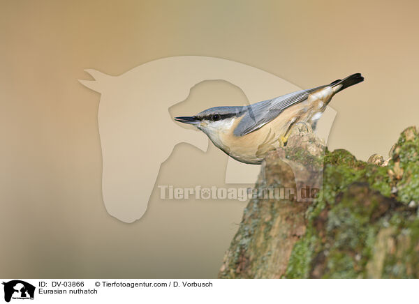 Eurasian nuthatch / DV-03866