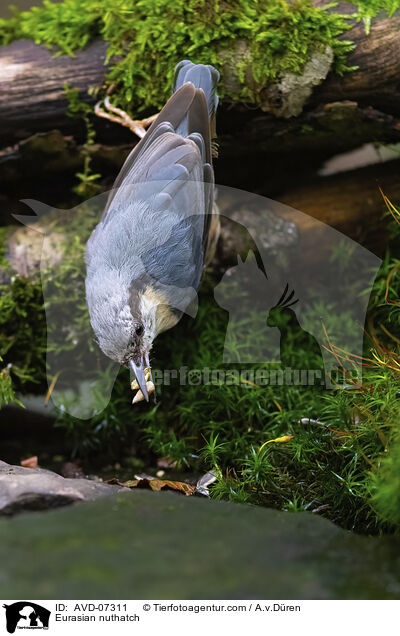 Eurasian nuthatch / AVD-07311