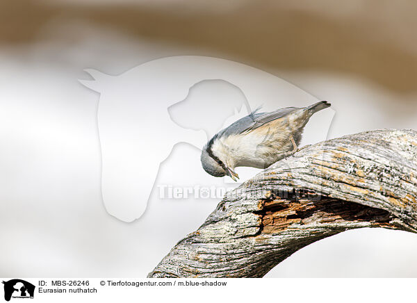 Eurasian nuthatch / MBS-26246