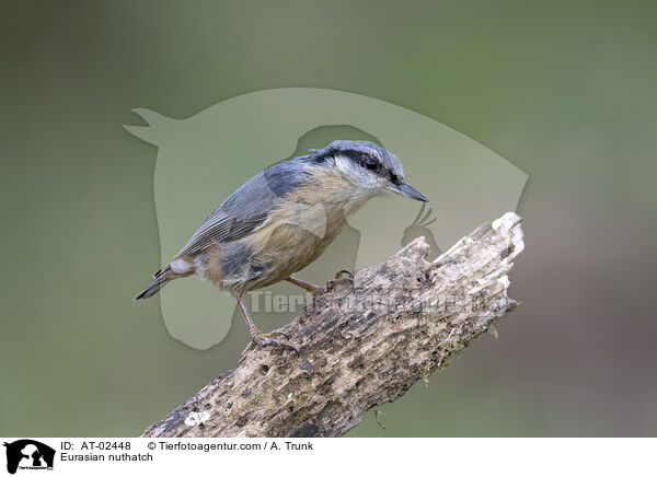 Europäischer Kleiber / Eurasian nuthatch / AT-02448