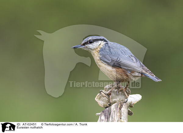 Eurasian nuthatch / AT-02451