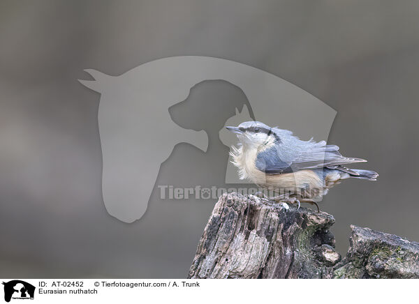 Eurasian nuthatch / AT-02452