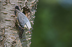 Eurasian nuthatch