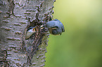 Eurasian nuthatch