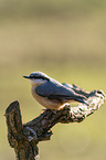 Eurasian nuthatch