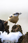 Eurasian nuthatch