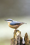Eurasian nuthatch