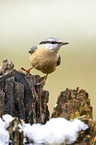 Eurasian nuthatch