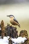 Eurasian nuthatch