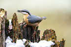 Eurasian nuthatch