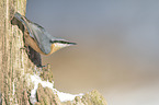 Eurasian nuthatch