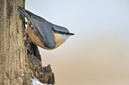 Eurasian nuthatch