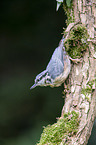 Eurasian nuthatch