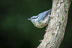 Eurasian nuthatch