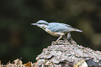 Eurasian nuthatch