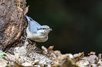 Eurasian nuthatch