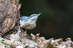 Eurasian nuthatch