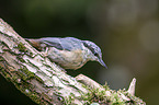 Eurasian nuthatch