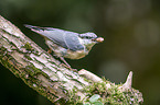 Eurasian nuthatch