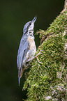 Eurasian nuthatch