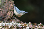 Eurasian nuthatch