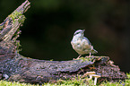 Eurasian nuthatch