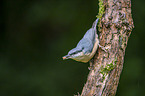 Eurasian nuthatch