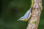 Eurasian nuthatch