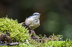 Eurasian nuthatch